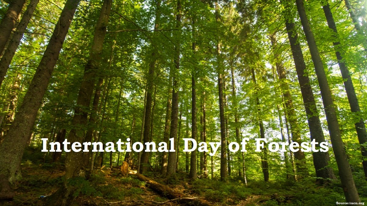 Celebrating World Forestry Day 21th March 2024 : Embracing the Vitality of Our Forests