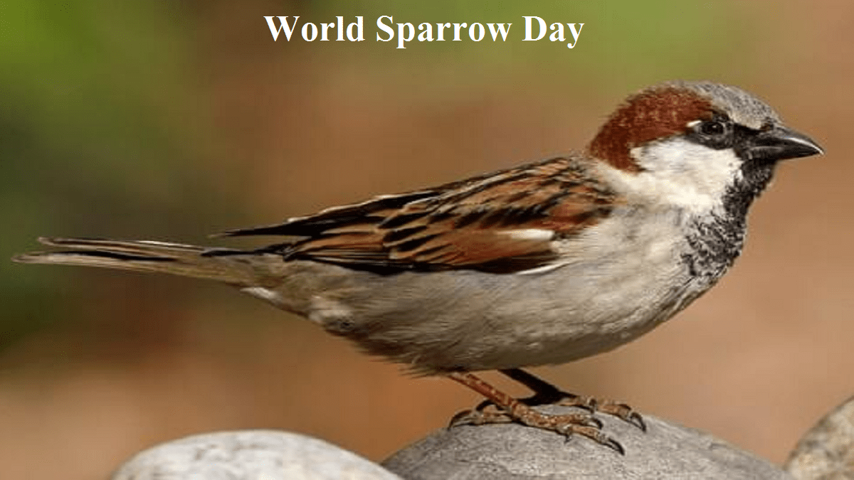 20th March 2024 World Sparrow Day HD Photos