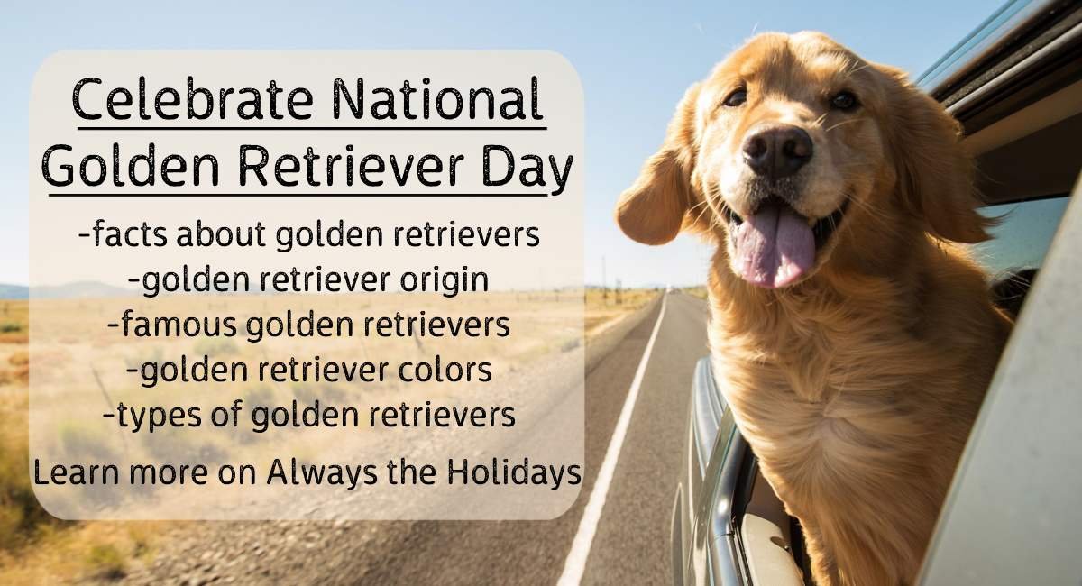 3rd February 2024 National Golden Retriever Day HD Photos