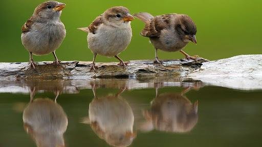 20th March 2024 World Sparrow Day HD Photos