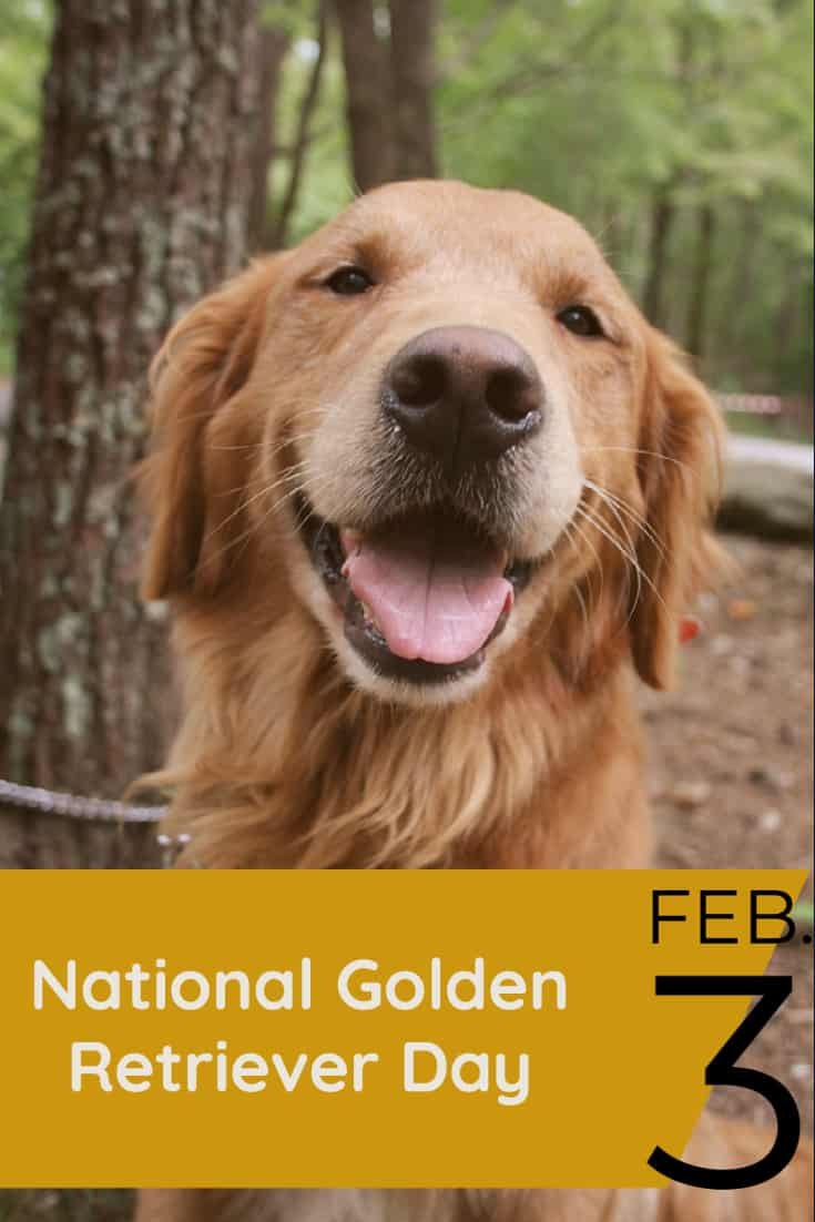 3rd February 2024 National Golden Retriever Day HD Photos