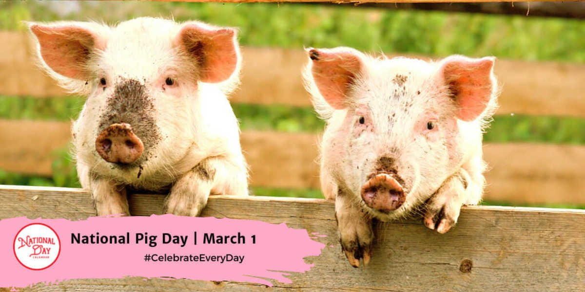 1st March 2024 National Pig Day HD Photos