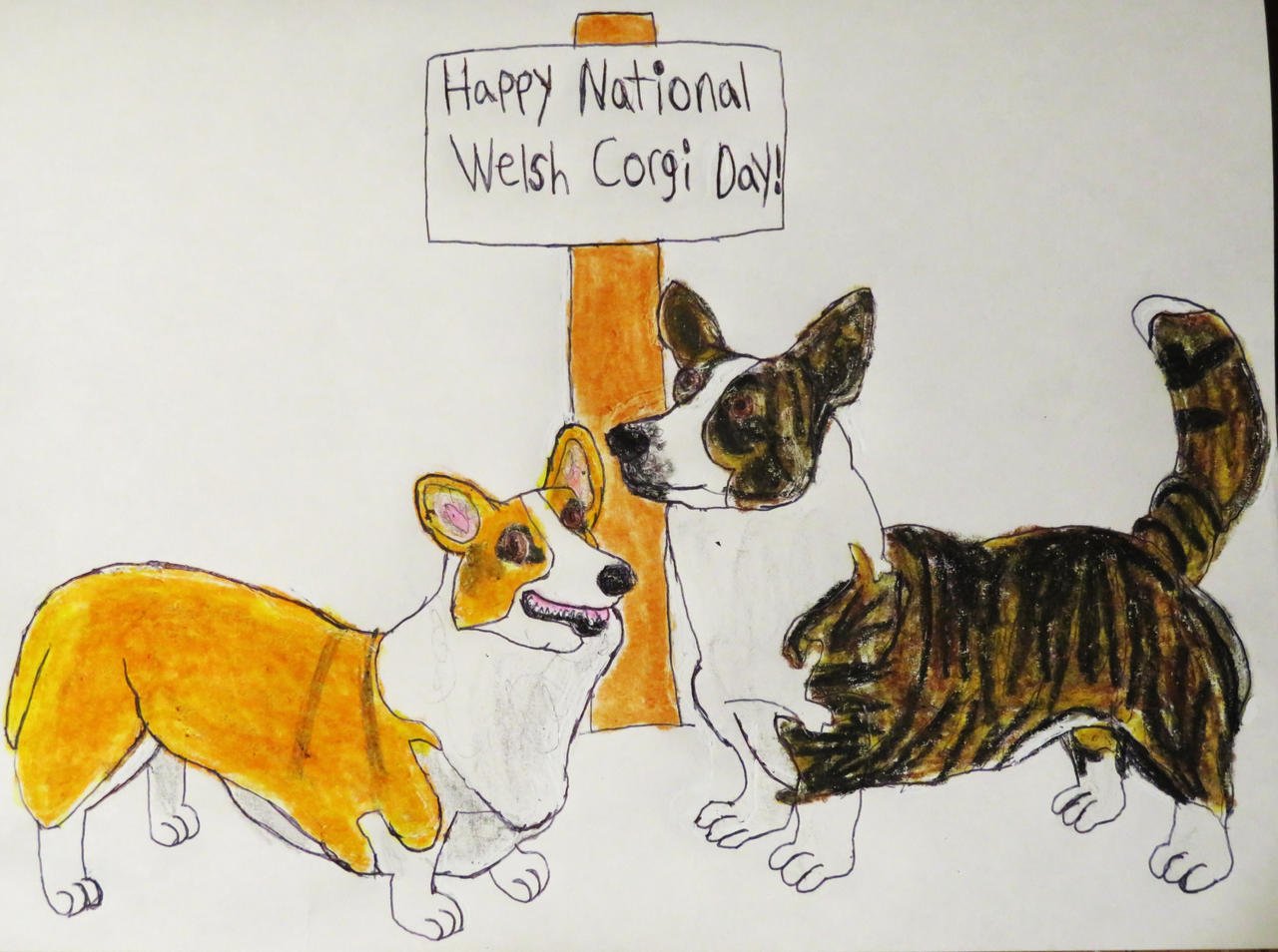 1st March 2024 National Welsh Corgi Day HD Photos