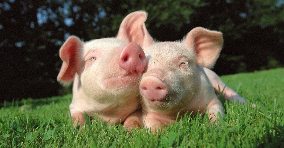 1st March 2024 National Pig Day HD Photos