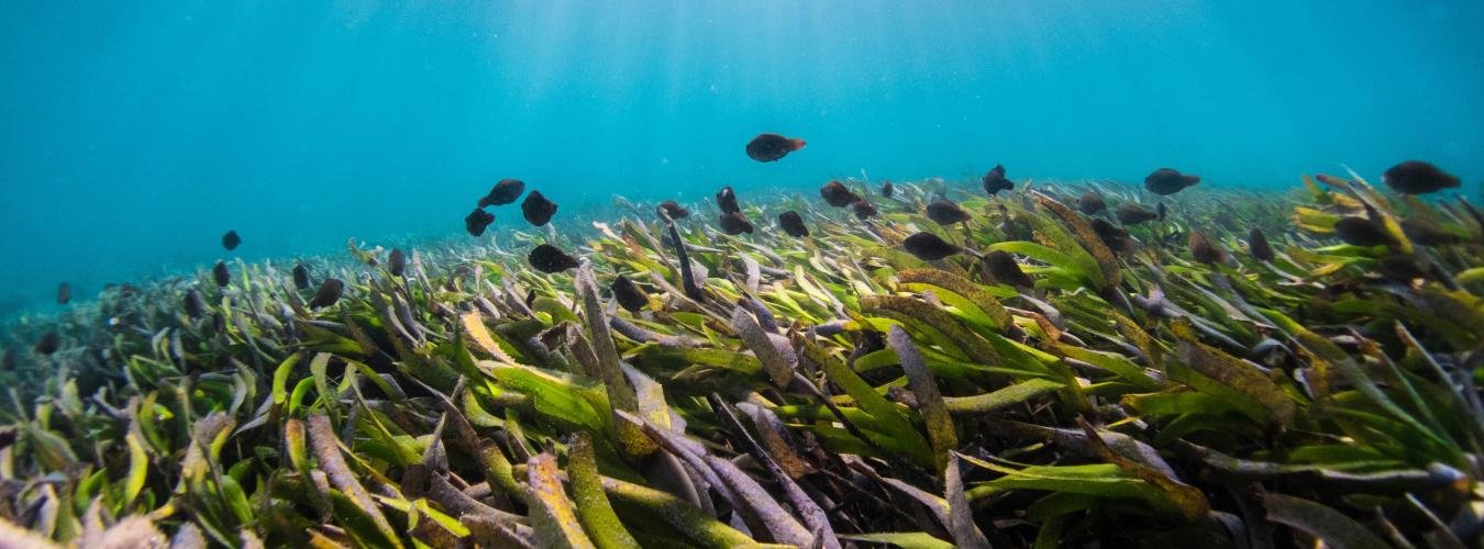 1st March 2024 World Seagrass Day HD Photos